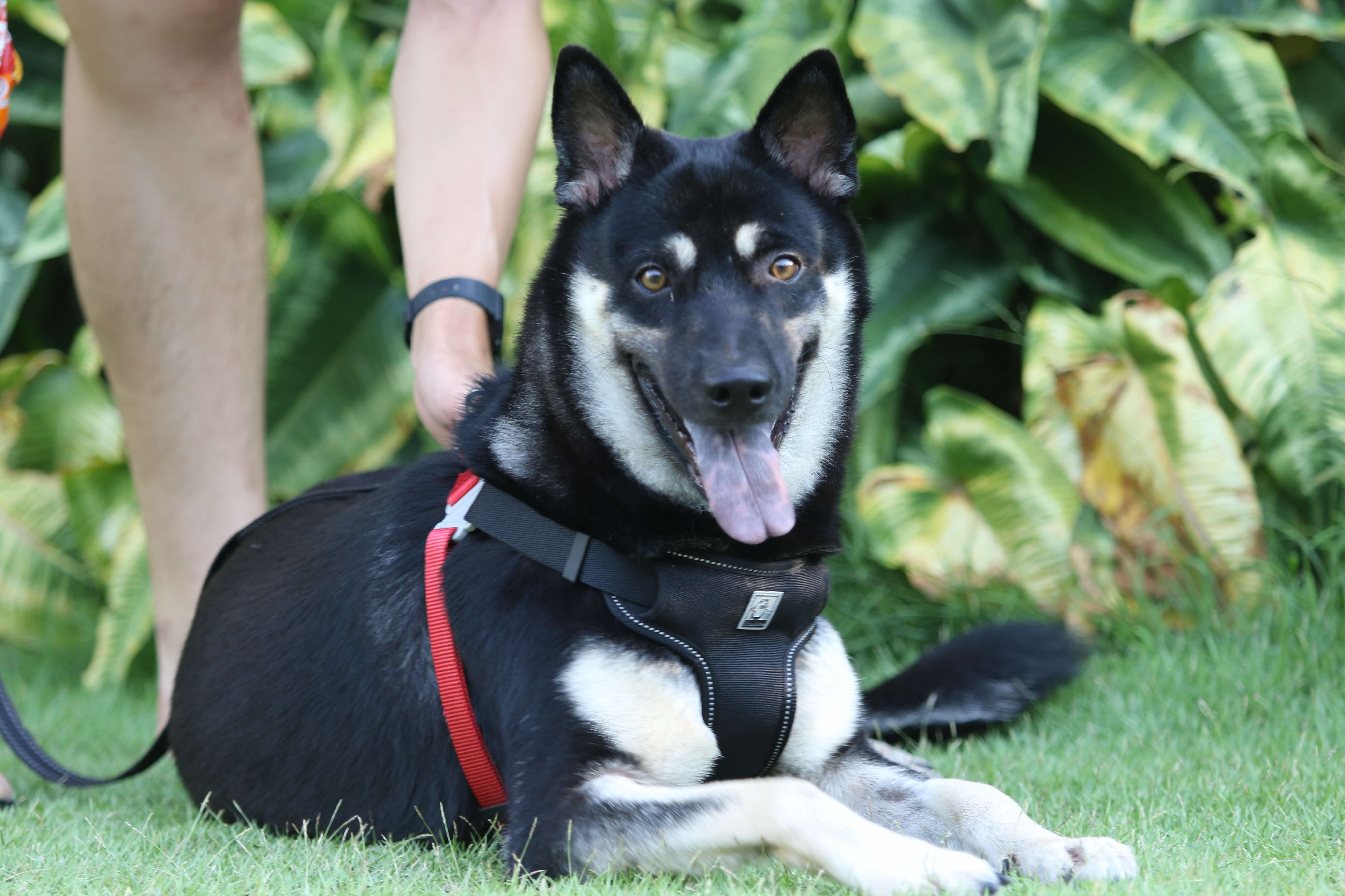  A photograph of a black and white Singapore Special dog on a harness looking at the camera